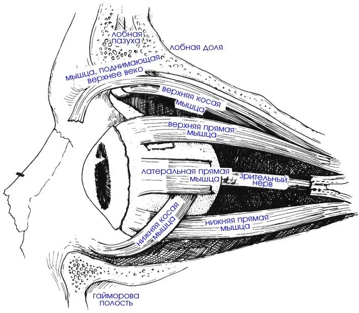 Иннервация наружных мышц глаза. Глазодвигательные мышцы анатомия. Глазодвигательные мышцы глаза. Глазодвигательные мышцы схема. Места крепления глазодвигательных мышц