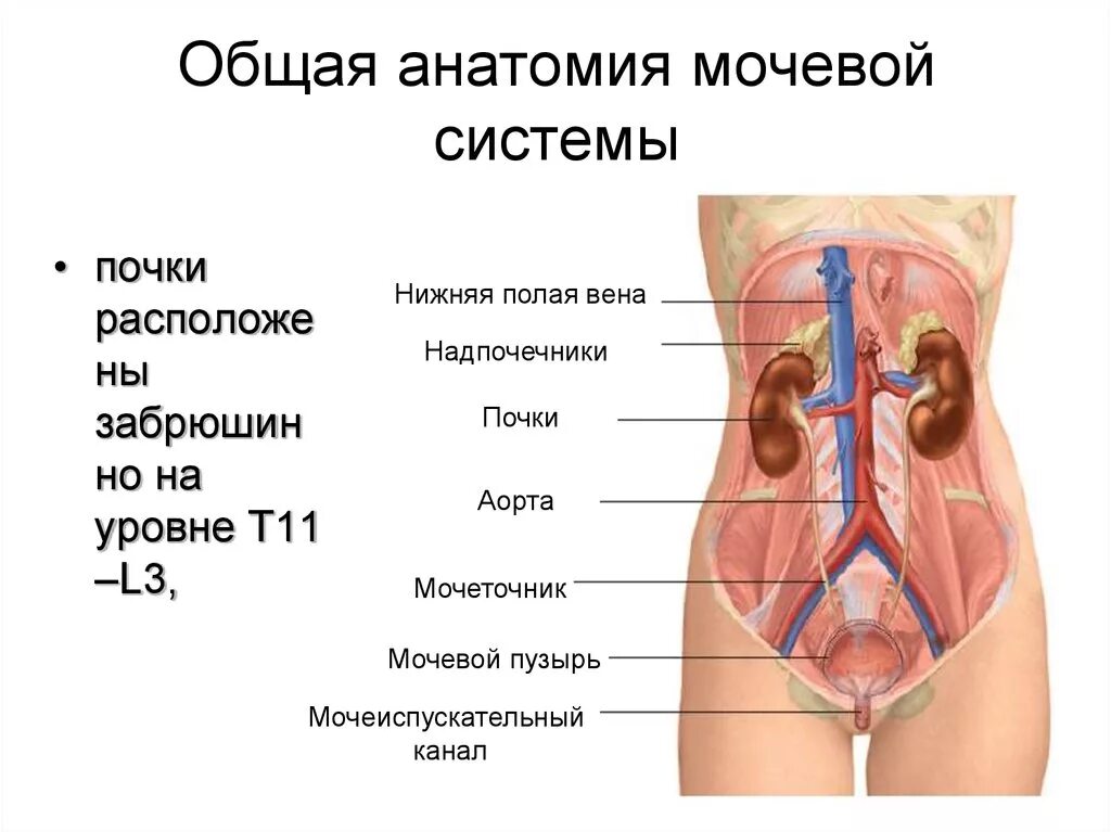 мочевой пузырь строение у женщин где находятся. органы выделительной системы мочевой пузырь. строение женских органов мочеполовой системы. анатомическое строение мочевыделительной системы у женщин. мочевой пузырь анатомия человека.