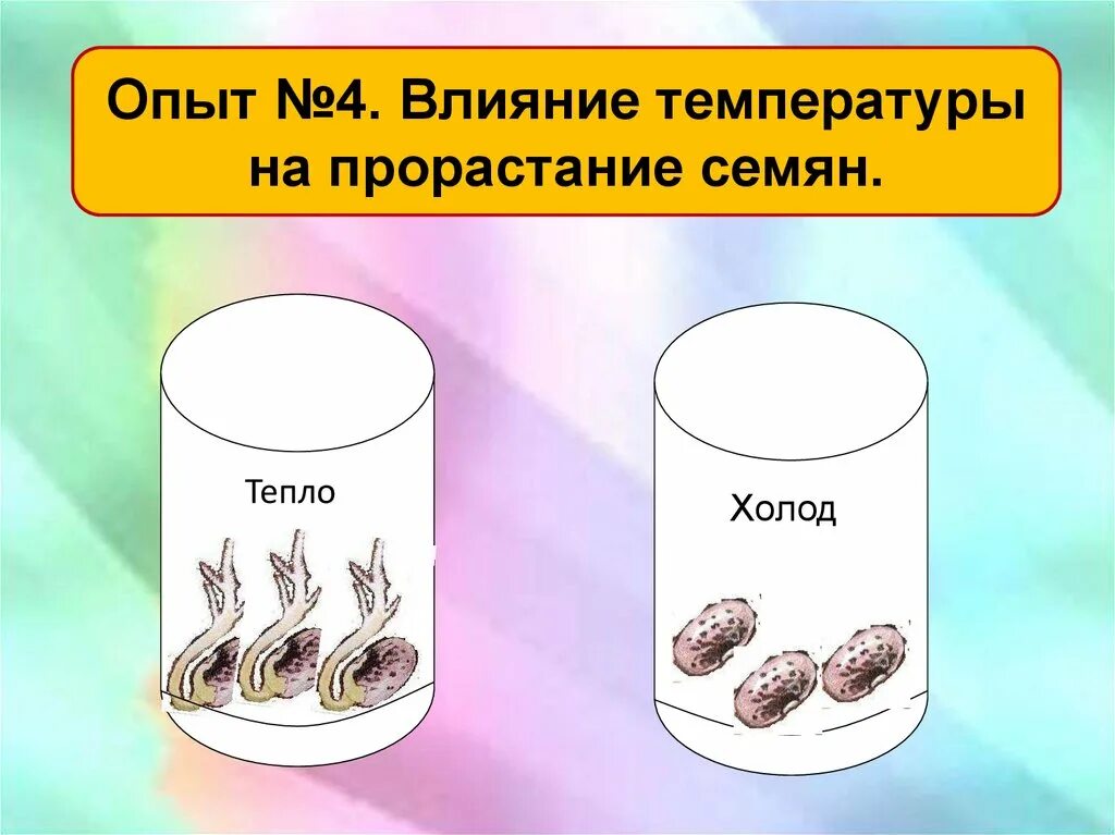 Прорастание семян 6 класс биология кратко. Влияние температуры на прорастание семян. Влияние воздуха на прорастание семян. Схема прорастания семян. Как температура влияет на прорастание семян.