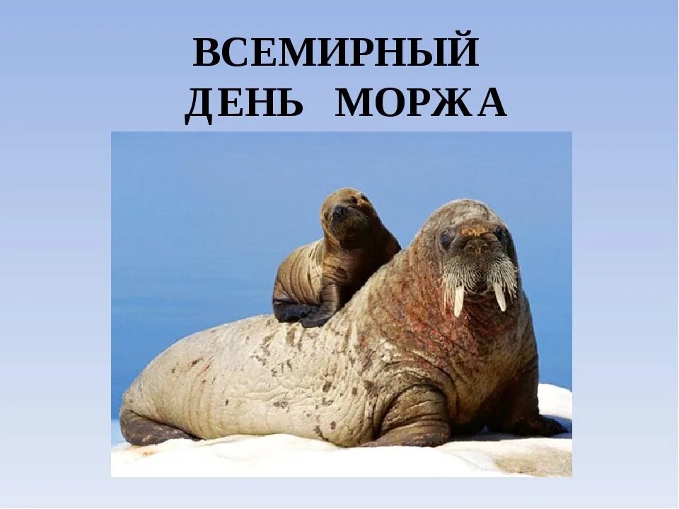 Морж. День моржа. Животные севера. Всемирный день моржа.