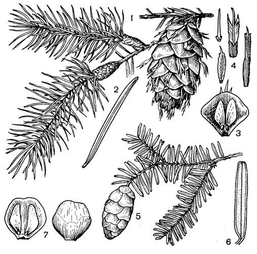 Семян хвойных рисунок. Шишечные чешуйки голосеменных. Лжетсуга Мензиса побег. Лиственница Лжетсуга Мензиса шишки. Тсуга канадская шишка.