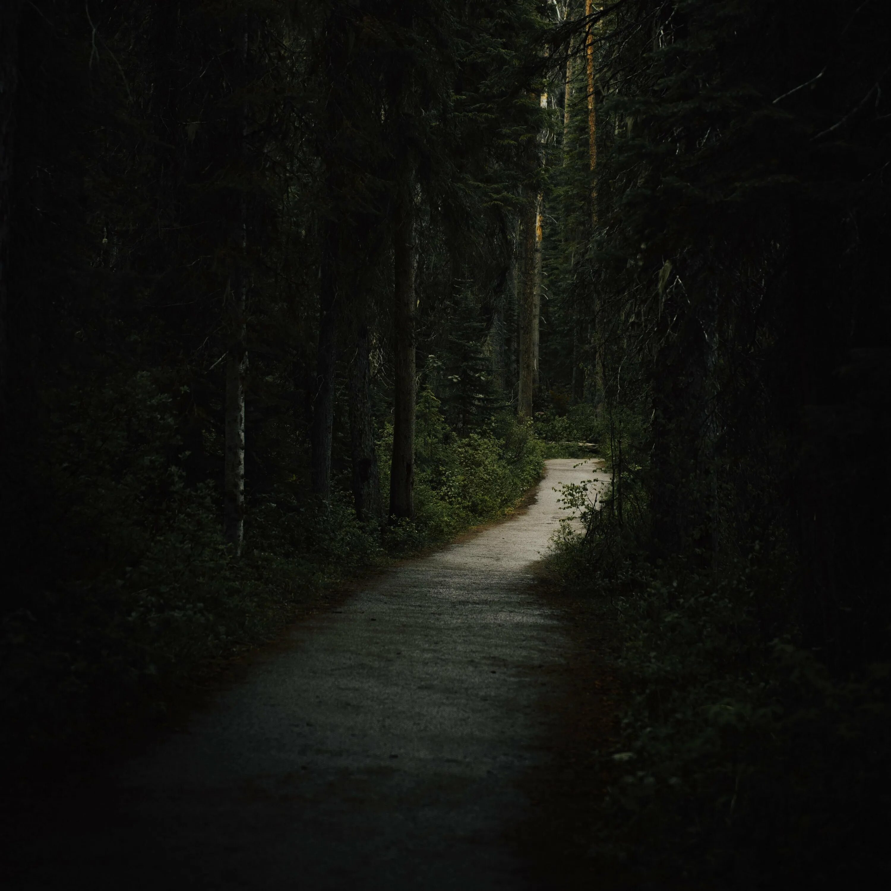 Темный лес с тропинкой. Тропинка в лесу. Темная дорога в лесу. Тропинка в лесу ночью.