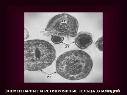 Тельца хламидий