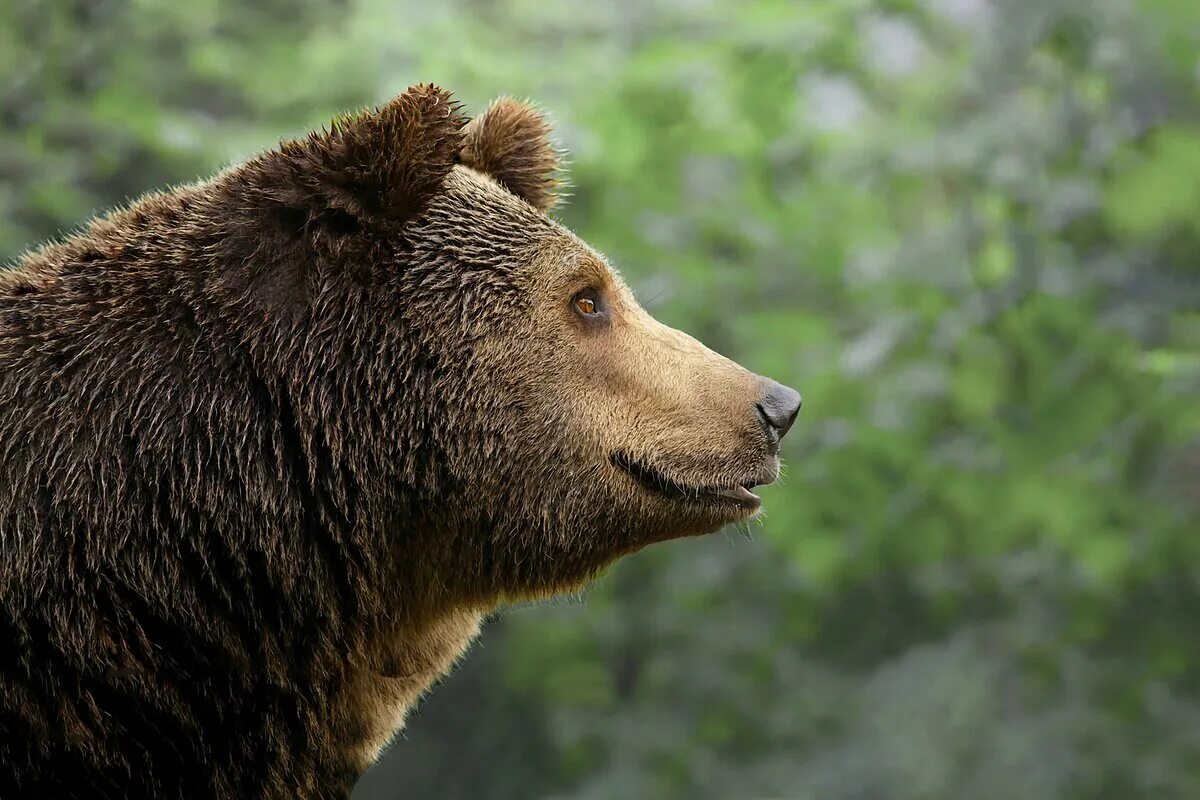 Bear side