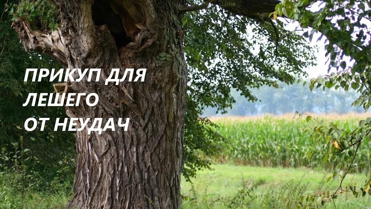 Большой дуб. Включи видео дуба. Включи видео дуба. Дуб черешчатый (quercus robur). Включи видео дуба.