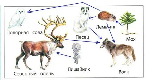 Схема питания тундры 4 класс окружающий