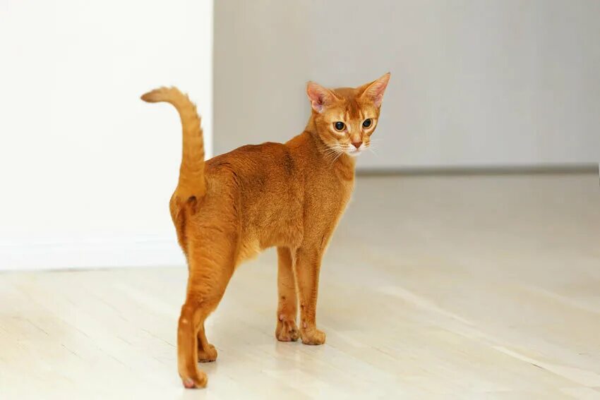 Длинная кошка порода. Ориентальные абиссинцы. Абиссинец кот рыжий. Абиссинская кошка короткошерстная. Абиссинец коты рыжие.