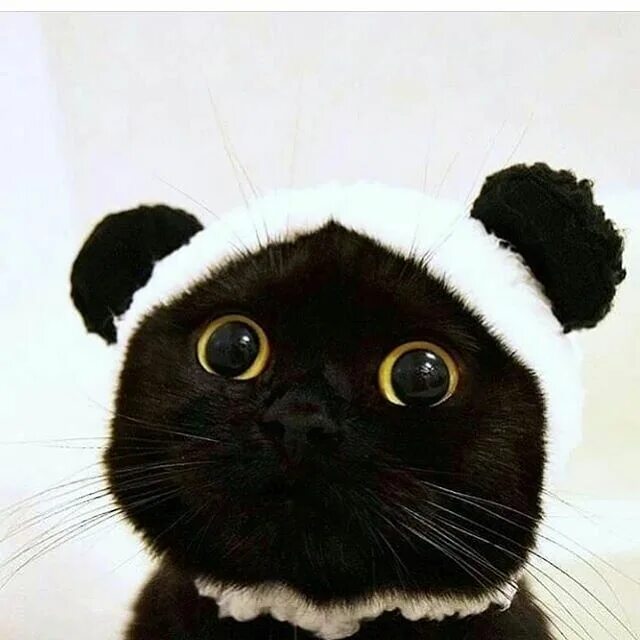 It is a nice cat