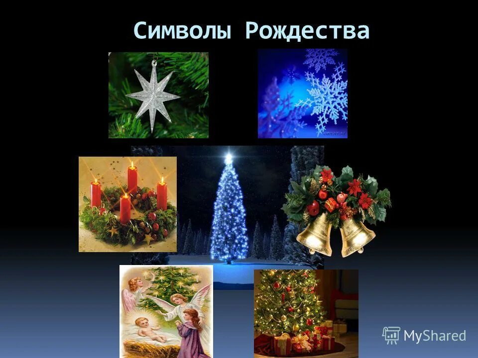 Омела на рождество. Остролист рождественский. Омела это символ. Падуб остролистный рождество. Растение символ рождества.