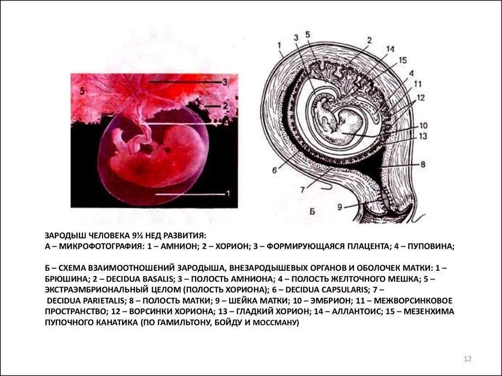 Появление амниона и других зародышевых оболочек. Эмбрион хорион аллантоис. Хорион ворсинки зародыш. Хорион амнион плацента зародыш.