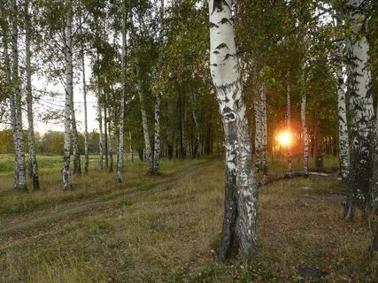 Пропустить роща