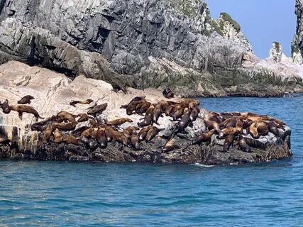 Морские экскурсии петропавловск камчатский