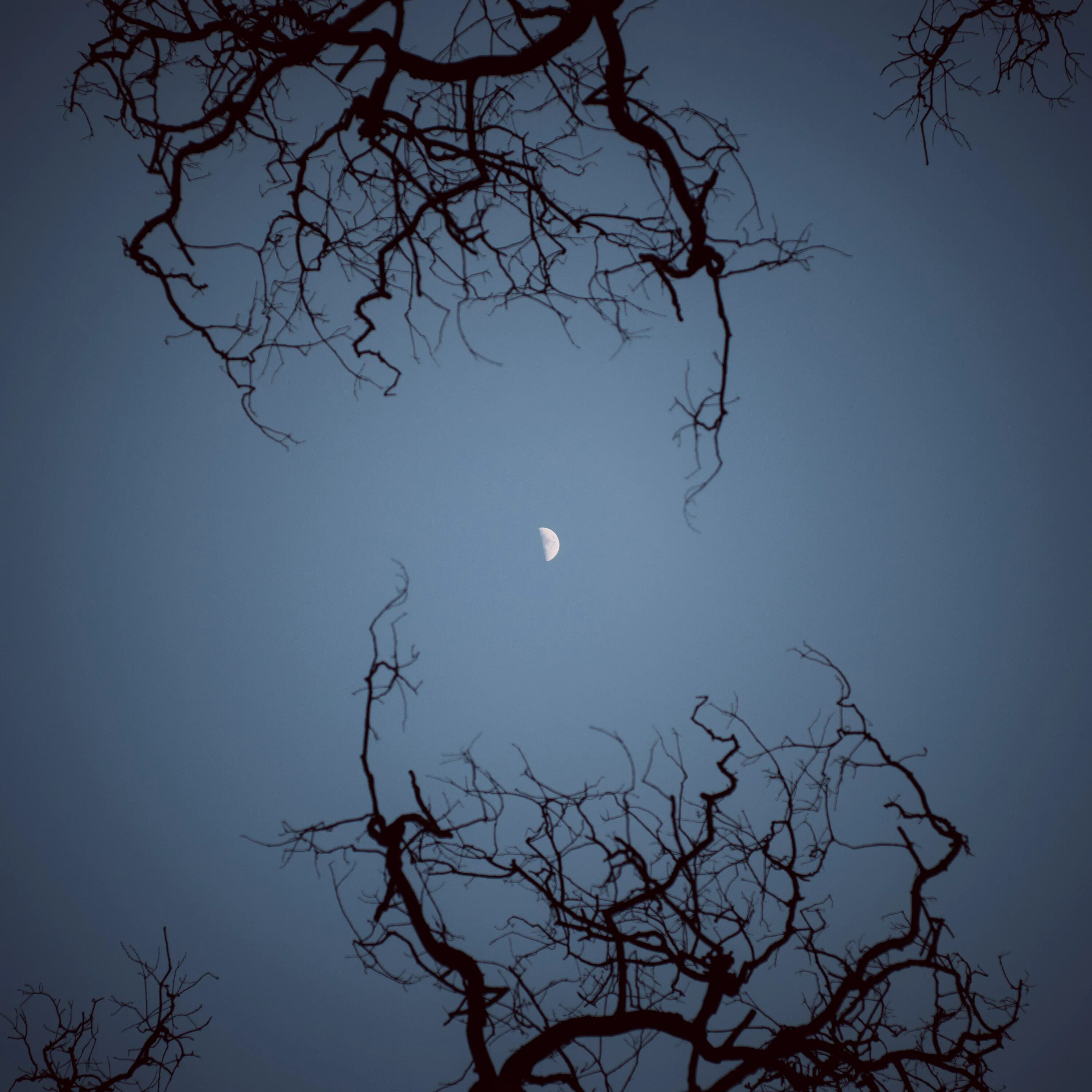 Луна сквозь деревья. Ветви деревьев ночью. Ветка дерева ночью. Ветви деревьев на ночном небе. Луна в ветвях деревьев.