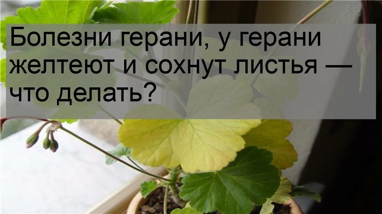 Почему желтеют листья у пеларгонии. Почему у герани желтеют и сохнут листья и что делать. желтеют листья у герани причины. черенки пеларгонии листья желтеют. чем подкормить герань чтобы не желтели листья.