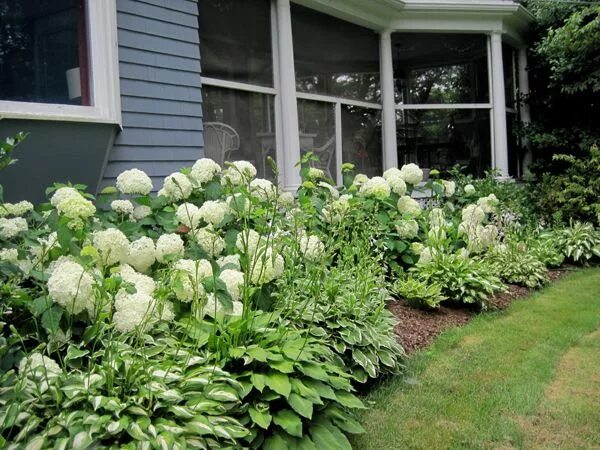 Front yard landscaping, Front yard, Hydrangea landscaping