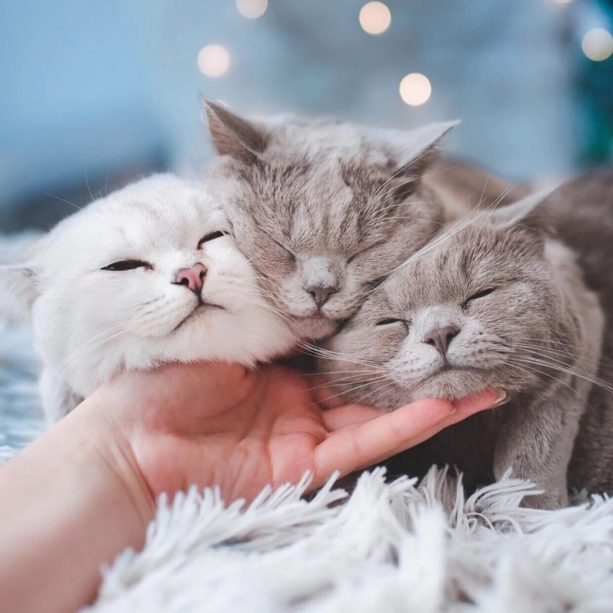 Кошка на руках. Теплый котик. Человек гладит кота. Будем гладить всех мурчащих теплых. Будем гладить всех мурчащих теплых.