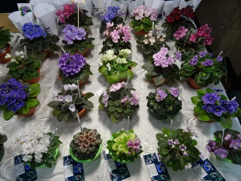 выставка цветов в краснодаре 2021. выставка цветов краснодар декабрь. выставка цветов викраснодаре. выставка цветов в краснодаре. выставка фиалок краснодар.