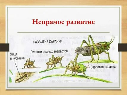 У муравья какое развитие прямое или непрямое
