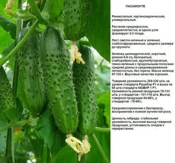 Огурцы сорта для открытого грунта краснодарского края