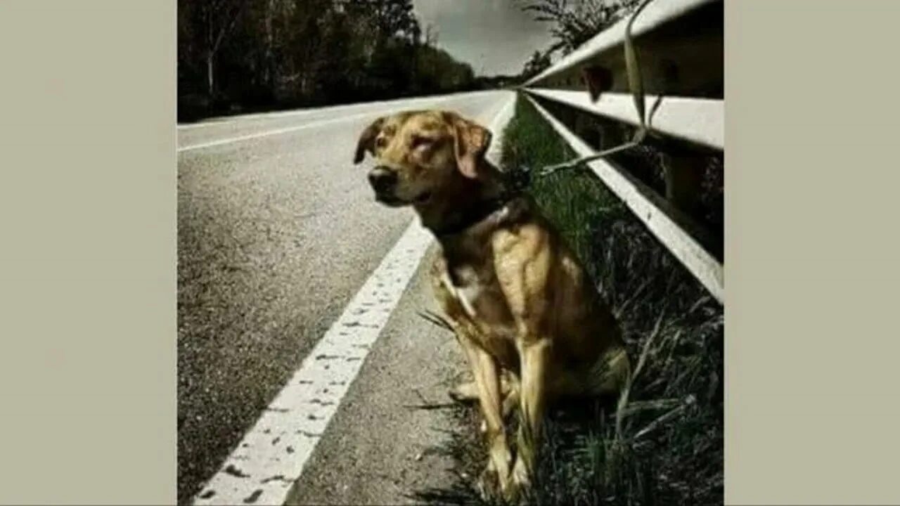 Собака забыла хозяина. Собака на дороге. Собака ждет хозяина. Собаку бросили на дороге.