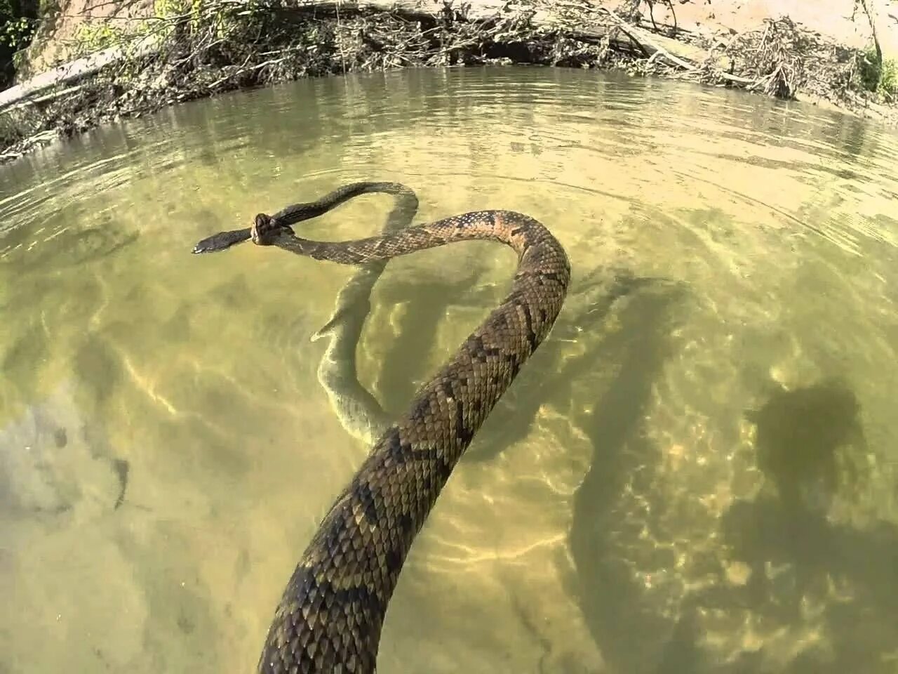 Речные змеи. Водяная змея. Огромная змея в пруду. Водоплавающие змеи.