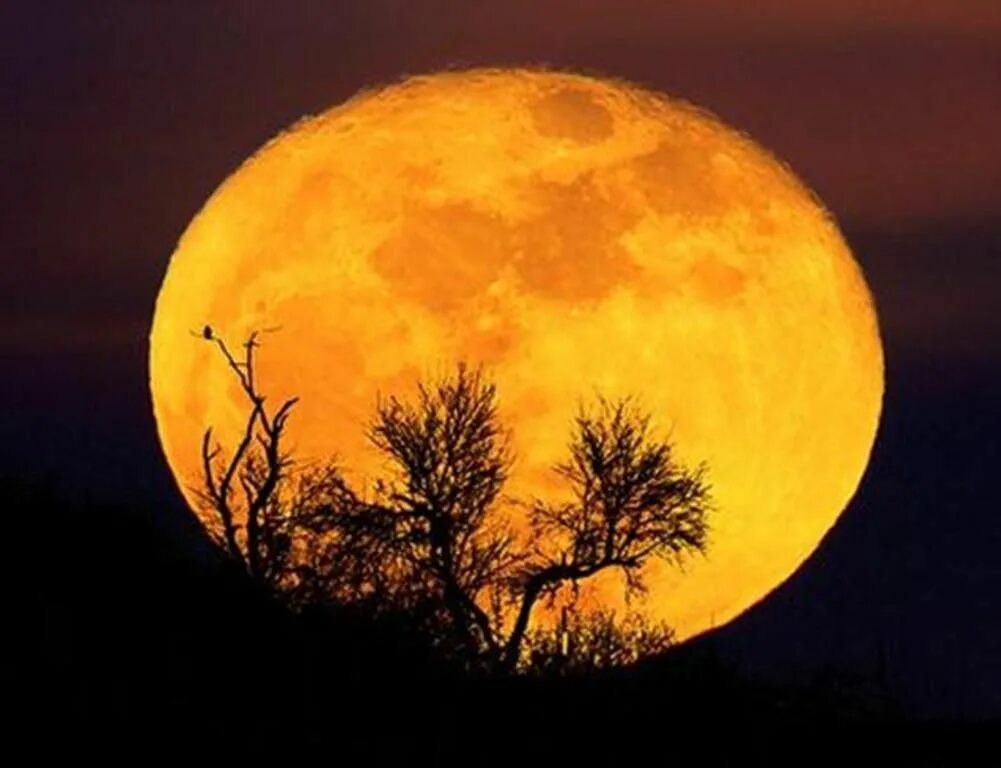 Желтая луна песни. Луна. Полнолуние. Желтая Луна. Луна желтая большая.