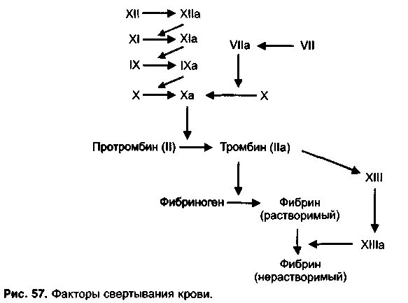 Свертывание крови печень. К зависимые факторы свертывания крови. Синтез факторов свертывания в печени. Синтез факторов свертывания крови. Схема свертывания крови образование сгустка.