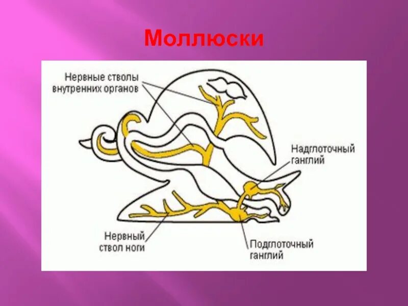 Инстинкт 7 класс. Нервная система моллюсков схема. Нервная система рефлекс инстинкт. Подглоточный ганглий моллюсков. Нервная система моллюсков представлена.