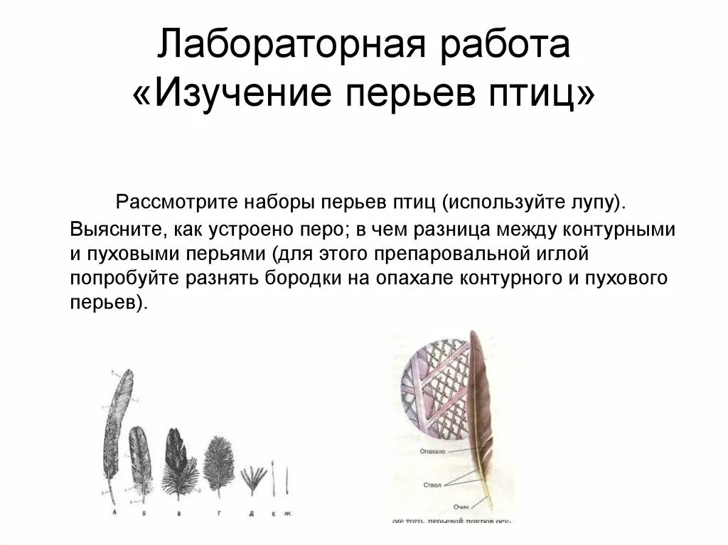 Сходства и различия контурного и пухового пера. Лабораторная работа перья птиц. Изучение строения пера птицы. Изучение строения перьев птиц. Виды контурного пера.