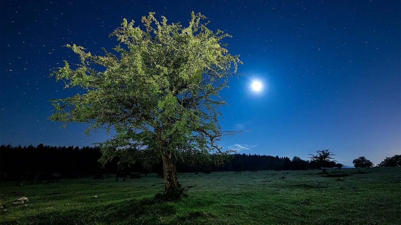 Дерево ночью. Ночное дерево. Дерево вечером. Одинокое дерево ночью. Tree star