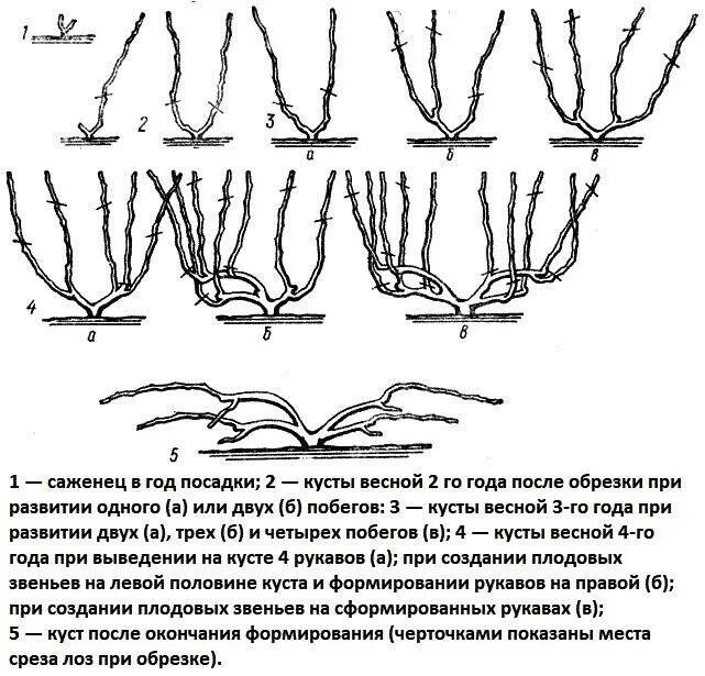 На второй год после посадки