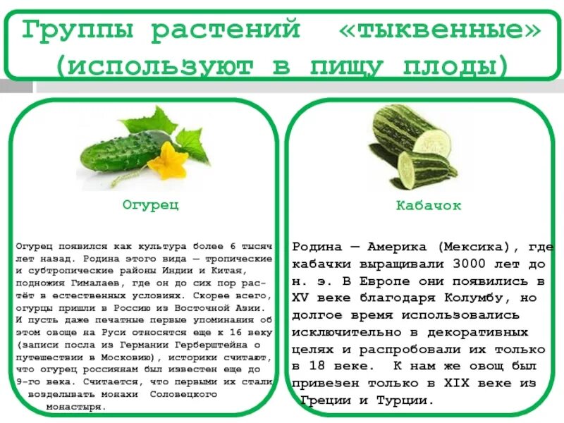 Огурец относится к тыквенным