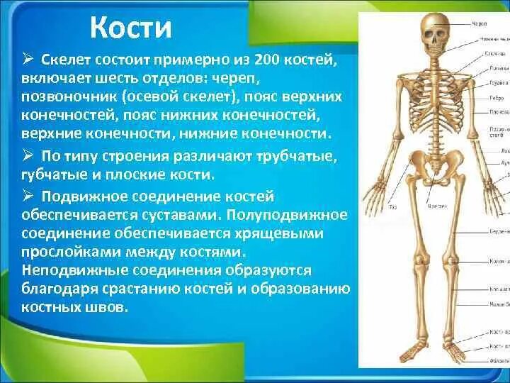 Опорно двигательная система осевой скелет. Опорно двигательная система скелет верхней конечности. Скелет состоит из отделов. Из каких костей состоит скелет. Питание кости обеспечивает