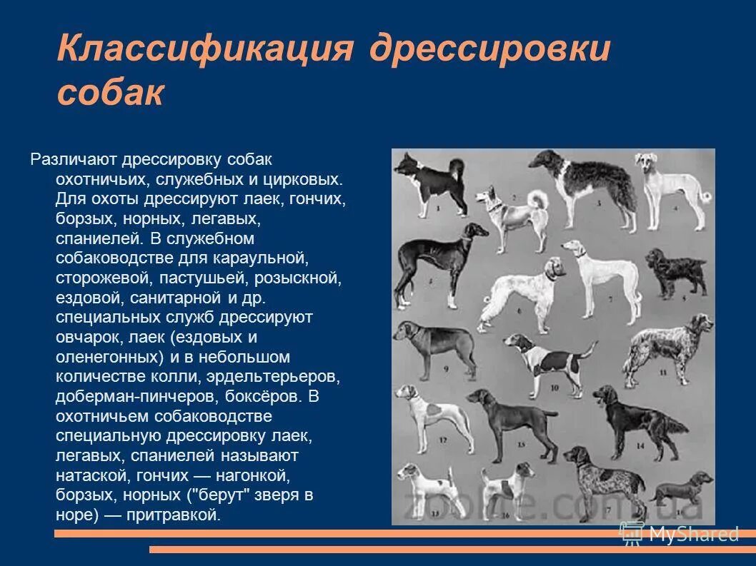 Собаки различают людей