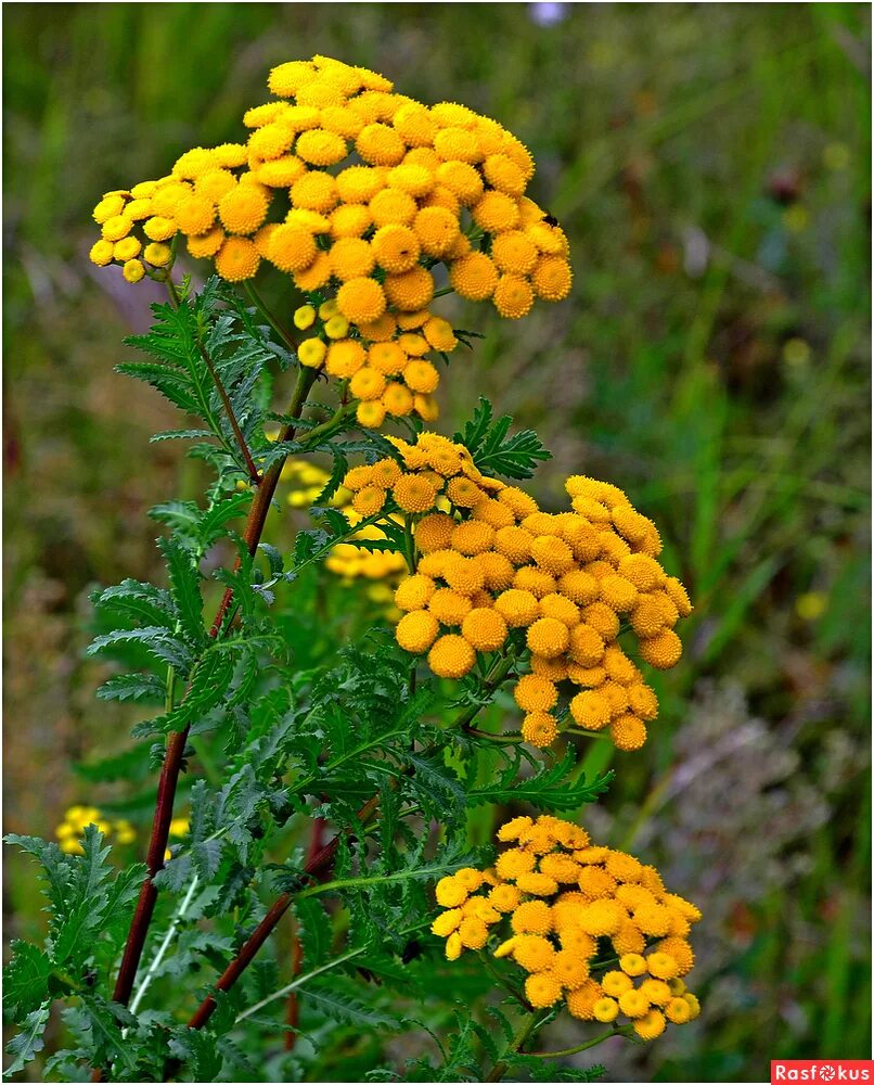 пижма обыкновенная. пижма лекарственное растение. пижма и бессмертник. пижма обыкновенная. пижма лечебные.