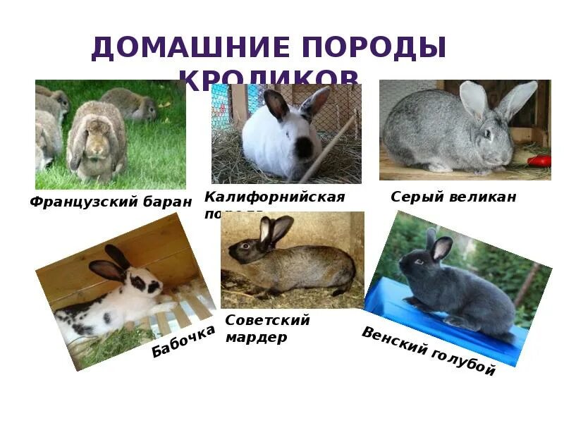 Примеры животных 2 класс окружающий. Породы домашних животных кролики. примеры породдомашниш ж.. примеры пород домашних животных. любы породы домашних животных.