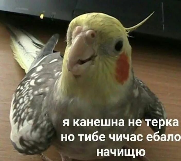 Смешные мемы про попугаев Пин от пользователя Insomnia на доске мемы Смешные комплименты, Смешные мемы, За