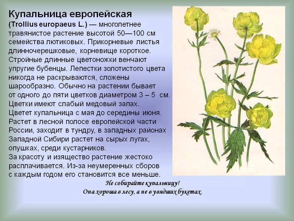 Растения красной книги удмуртии фото и описание