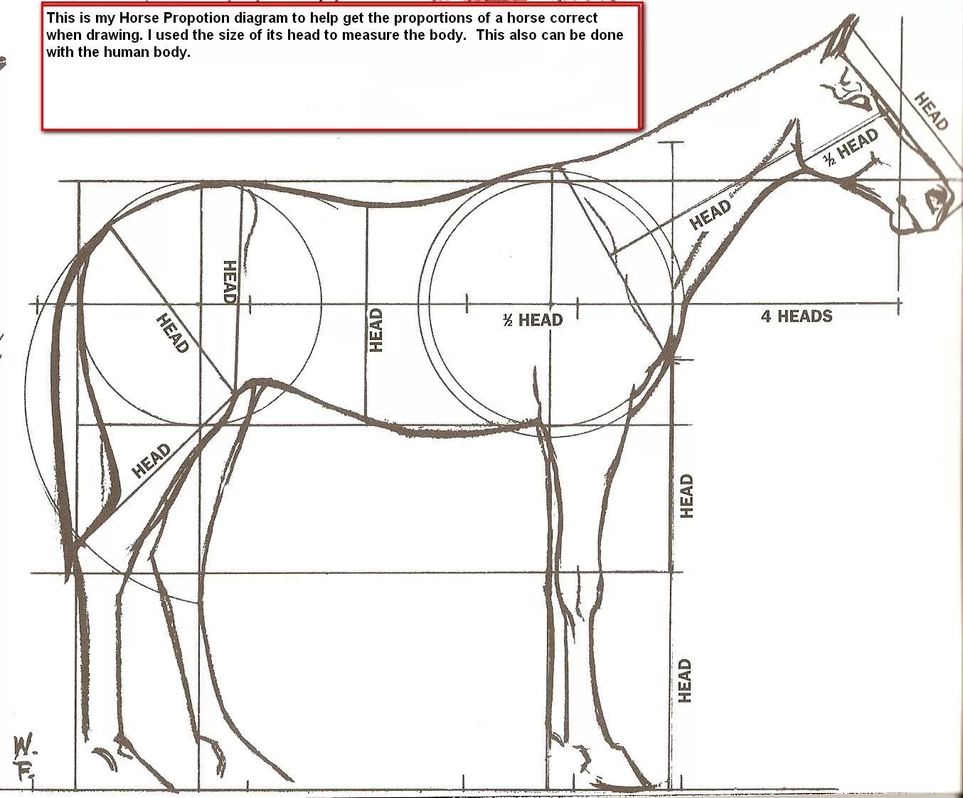 Какая длина лошади. Промеры лошади спереди. Анатомия и пропорции лошади. Анатомия лошади для художников пропорции. Размеры лошади.