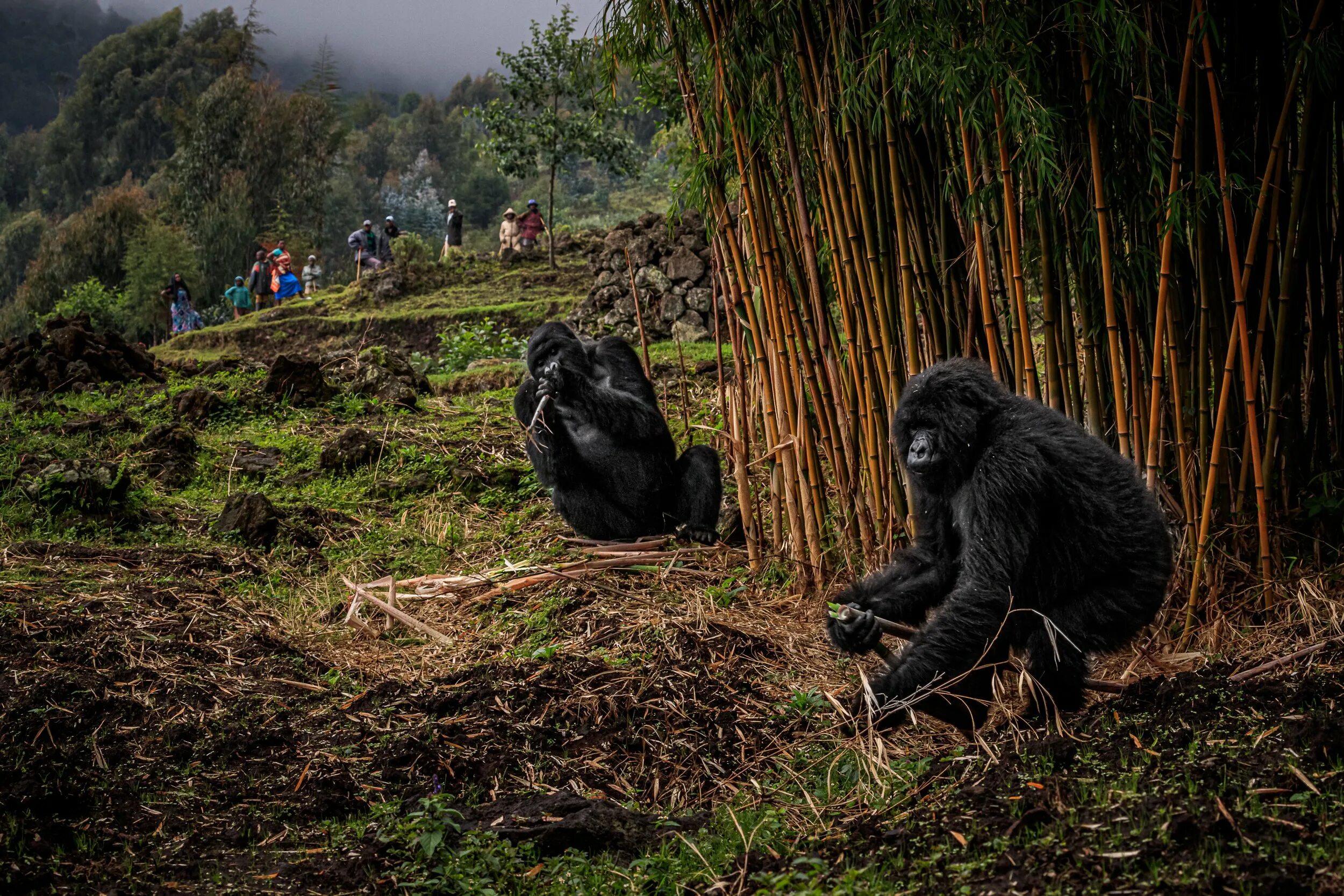 Обитание обезьян. Национальный парк Вирунга. Горы Вирунга гориллы. Руанда и национальный парк Вирунга в Уганде. Парк Вирунга в Африке.