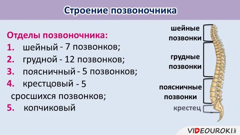 Отличие отделов позвоночника. Строение позвонков таблица. Строение отделов позвоночника таблица. Характеристика строения позвоночника.. Строение позвонка отделы позвоночника.