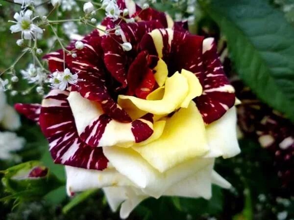 Rose cuttings Simsalabim rose 5 dormant cuttings-rare and unusual-limited eBay