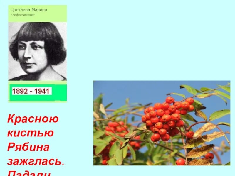 Цветаева рябина зажглась я родилась. Цветаева рябина. Красной кистью рябина стихотворение