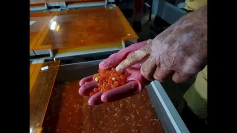 Калифорния какая икра