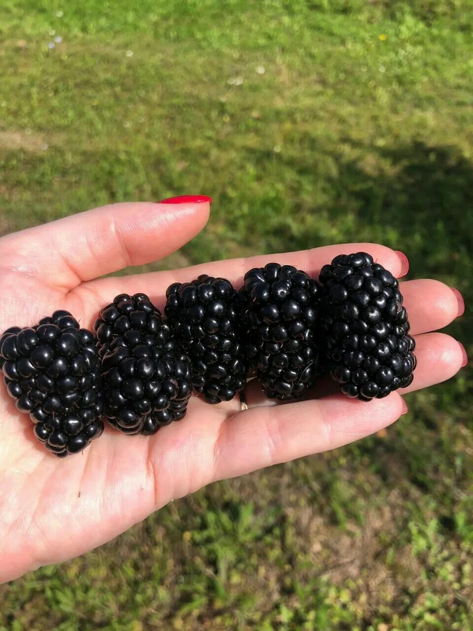 Ежемалина уход и выращивание. Ежевика Лохтей. Ежемалина Марион. Ежевика Loch tay. Ежемалина гигант.