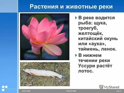 Растения и животные волги 4 класс