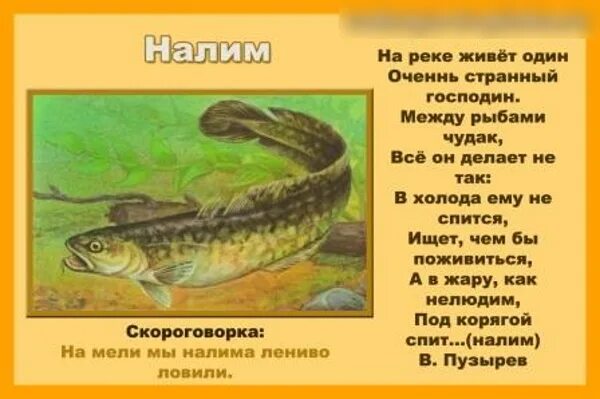 Налим презентация. Налим описание рыбы. Налим описание рыбы. Налим описание рыбы. Речная рыба налим.