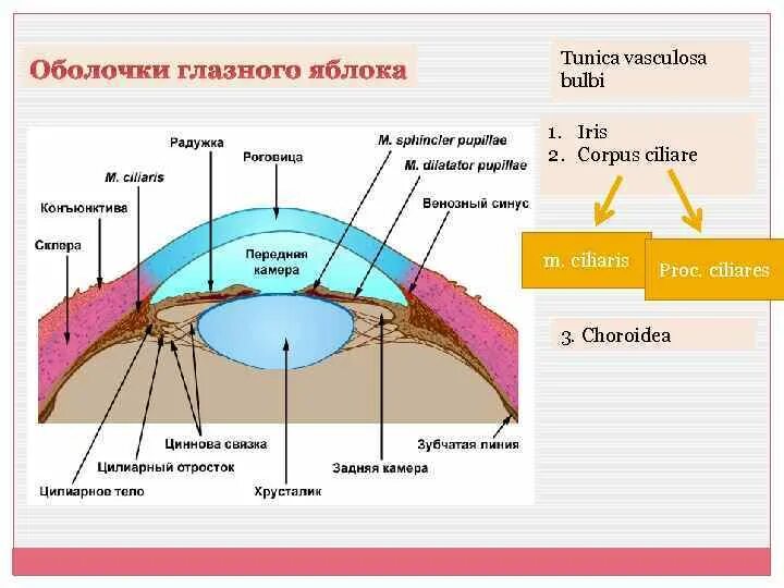 Оболочки глазного яблока. 3 Оболочки глазного яблока. Части фиброзной оболочки глазного яблока (Tunica fibrosa bulbi):. Tela choroidea глаза.