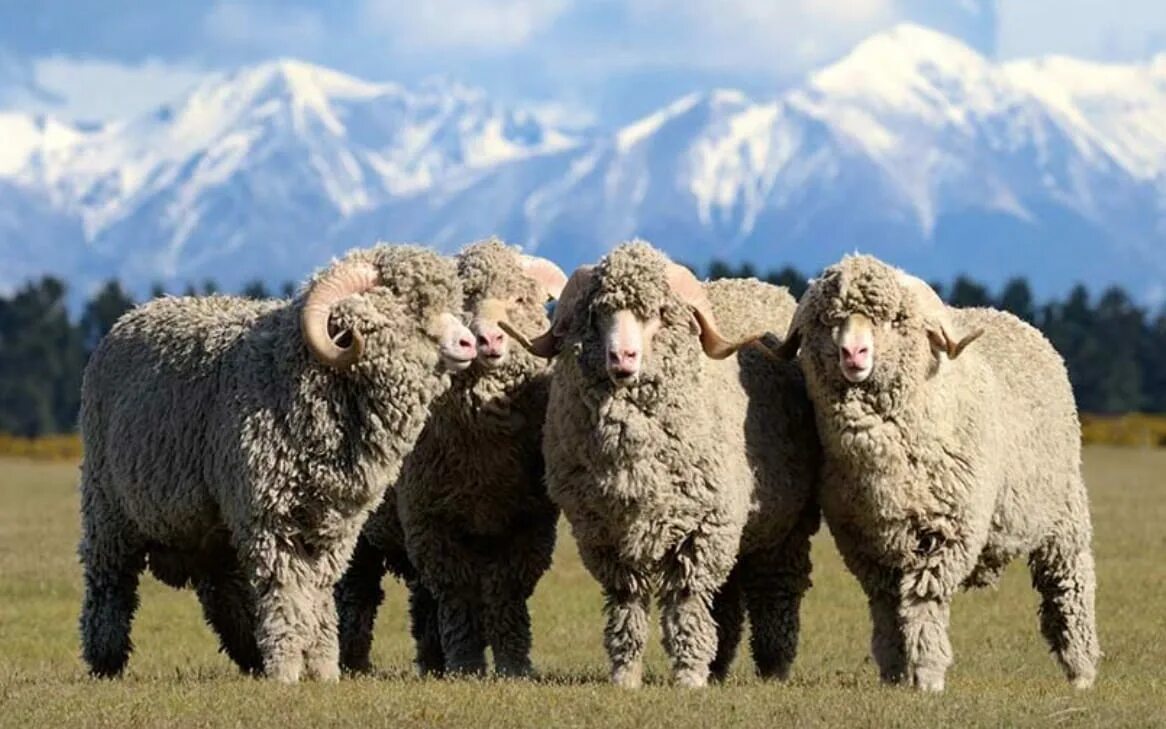Овцы меринос. Порода Баранов меринос. Овцы породы меринос. Тонкорунные породы овец. Австралийский меринос овца.
