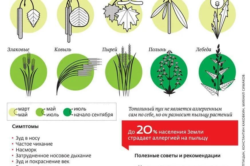 Перекрестная реакция на пыльцу злаковых трав. Аллергия на пыльцу деревьев. Аллергия на пыльцу злаковых растений. Аллергия на пыльцу злаковых луговых трав.